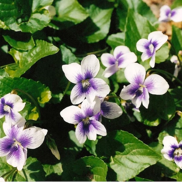 Wild Violets Mixed Purple White Plants Flower Perennial Bare Root Easy Grow Light Purple Native Wildflowers pre-order ships in may