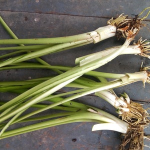 May include: Close-up of several green plant stems with white roots. The stems are bundled together and have a light green colour. The roots are visible at the bottom of the image.