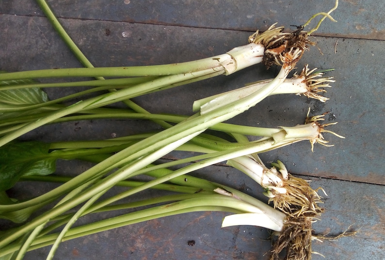 May include: Close-up of several green plant stems with white roots. The stems are bundled together and have a light green colour. The roots are visible at the bottom of the image.
