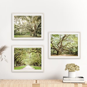 Charleston Wall Art, Print Set of 3 | Photography - Unframed | Tree Landscape Road Print, Live Oak Tree Art, Low Country, Spanish Moss