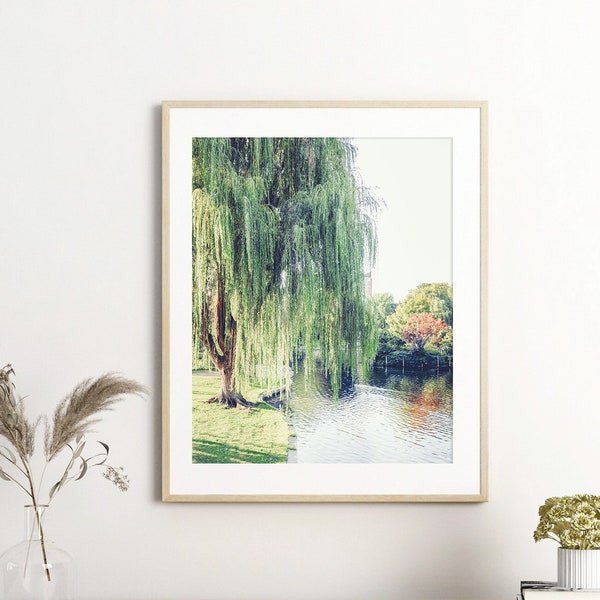 Boston Photography - Unframed | Boston Public Garden Art, Weeping Willow Tree Decor, Boston Nature Print, Green Tree Decor | Pick Your Size