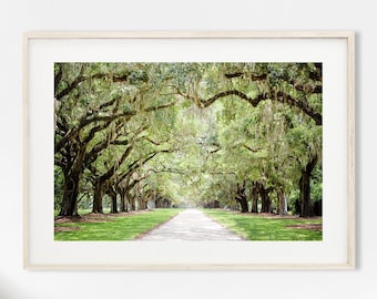 Charleston Art, Road Photography - Unframed, Tree Lined Street Print, Live Oak Tree Print, Green Tree Landscape, Low Country, Spanish Moss