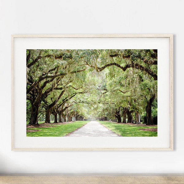 Charleston Kunst, Straßenfotografie - ungerahmt, von Bäumen gesäumter Straßendruck, Live Oak Tree Print, grüne Baumlandschaft, Low Country, spanisches Moos