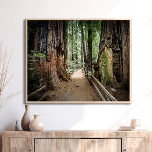 Enchanted Forest, Tree Wall Art, San Francisco Print -Unframed Photography, Muir Woods, Redwood Tree Print, Nursery Wall Art, Living Room