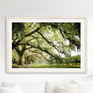 Live Oak Tree Print, Nature Photography - Unframed, Spanish Moss, Low Country Art, Charleston Landscape, Green Wall Art | Pick Your Size