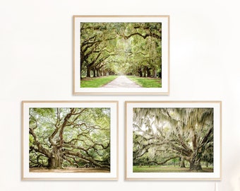 Tree Wall Art Housewarming Gift Tree Print Nature Prints Live Oak Tree Living Room Art Photography Nursery Tree Forest Art Charleston Print