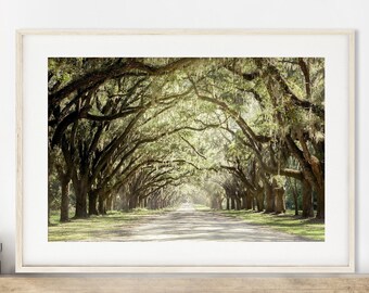 Live Oak Tree Print, Road Art | Savannah Photography - Unframed | Spanish Moss, Tree Landscape,Tree Lined Street, Wormsloe | Pick Your Size