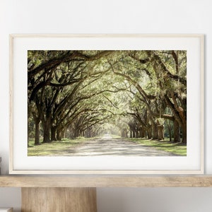 Live Oak Tree Print, Road Art Savannah Photography Unframed Spanish Moss, Tree Landscape,Tree Lined Street, Wormsloe Pick Your Size image 1