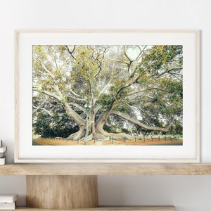 Santa Barbara Photography Print - Unframed Wall Art, Moreton Bay Fig Tree, Santa Barbara Nature Print Wall Decor | Pick Your Size