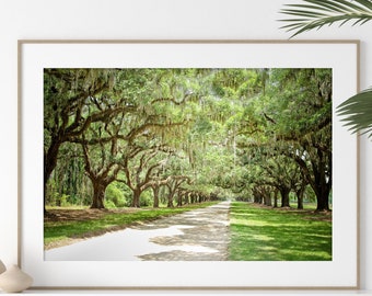 Charleston Art | Road Photography - Unframed | Low Country Print, Live Oak Trees, Spanish Moss, Nature Landscape, Tree Wall Art | Many Sizes