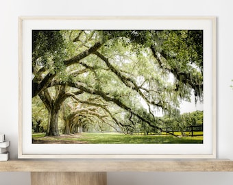 Live Oak Tree Photography, Stampa senza cornice, Charleston Wall Art, Nature Print, Spanish Moss, Southern Decor, Green Wall Art / Molte dimensioni