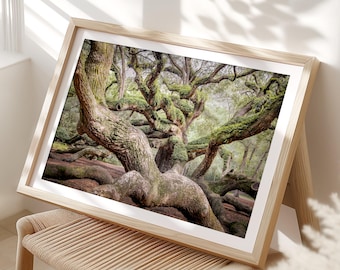 Southern Oak Tree Wall Art, Angel Oak Charleston Decor, South Carolina Landscape (unframed photography)