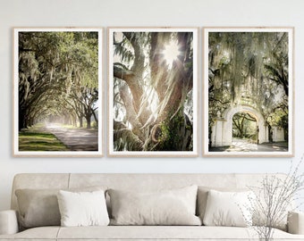 Savannah Georgia Art, Print Set of 3 | Wormsloe Photography - Unframed | Live Oak Tree with Spanish Moss, Southern Home Decor, Tree Wall Art