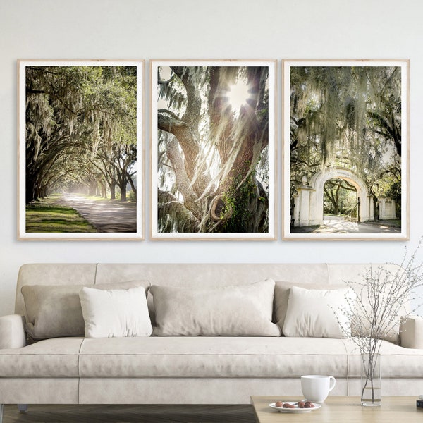 Arte de Savannah Georgia, conjunto de impresión de 3 / fotografía de Wormsloe - sin enmarcar / roble vivo con musgo español, decoración del hogar del sur, arte de la pared del árbol