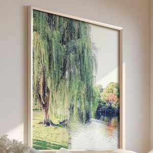 Boston Photography - Unframed | Boston Public Garden Art, Weeping Willow Tree Decor, Boston Nature Print, Green Tree Decor | Pick Your Size