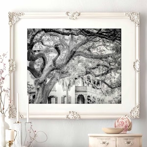 Savannah Georgia Kunst Pink House Print Eiche Savannah GA Print Südliches Haus Architektur Live Oak Big Tree