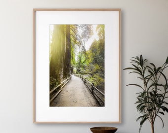 San Francisco Art, Muir Woods, Tree Wall Art, Enchanted Forest, Unframed Photography, Redwood Trees, Nursery Print, California Wall Art