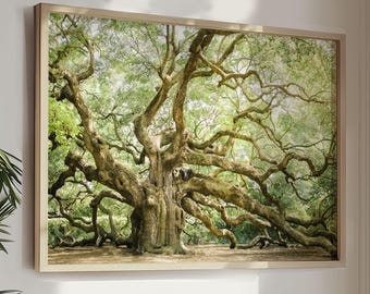 Angel Oak Print, Charleston Wall Art | Photography - Unframed | Nature Landscape, Live Oak Tree Decor, Low Country Art | Pick Your Size