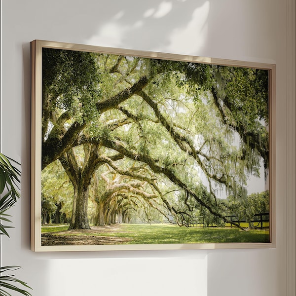 Live Oak Tree Print, Nature Photography - Unframed, Spanish Moss, Low Country Art, Charleston Landscape, Green Wall Art | Pick Your Size
