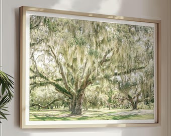 Southern Oak Tree Art, Spanish Moss Print, Large Tree Landscape, Light Green Wall Art, Nature Photography, Nursery Decor, South Carolina