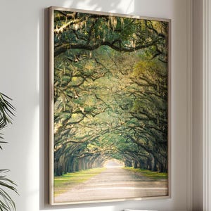 Savannah Georgia Print Live Oak Tree Art Wormsloe Tree Canopy Spanish Moss Tree Landscape Tree Lined Street Green Wall Art Lowcountry Decor