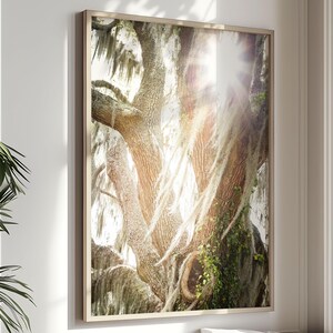 Live Oak Tree Print | Tree Photography - Unframed | Low Country Art, Spanish Moss, Charleston Decor, Beaufort SC,Southern Decor | Many Sizes