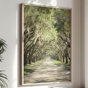 Savannah Georgia Print Wormsloe Photography Live Oak Tree Wall Art Spanish Moss Tree Canopy Road Decor Savannah Gift Living Room Art