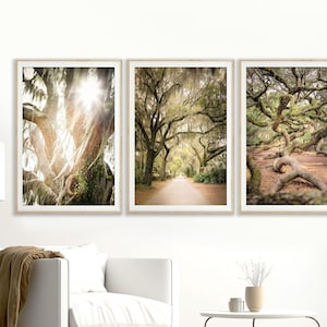 Oak Tree Art Enchanted Forest Nature Wall Art Green Wall Decor Live Oak Tree Spanish Moss Charleston Angel Oak Print | Tree Photography
