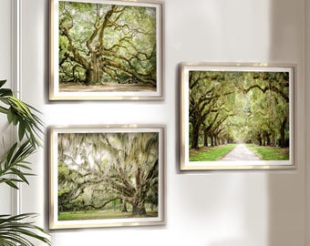 Charleston Wall Art, Print Set of 3 | Photography - Unframed | Tree Landscape Road Print, Live Oak Tree Art, Low Country, Spanish Moss