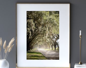 Savannah Photography, Live Oak Tree Decor, Spanish Moss, Nature Landscape, Tree Lined Street Art, Wormsloe Plantation "Canopy Drive"