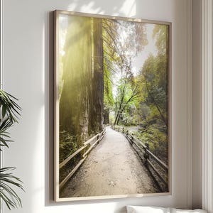 San Francisco Art, Muir Woods, Tree Wall Art, Enchanted Forest, San Francisco Print, Redwood Trees, California Wall Art, SanFrancisco Gift