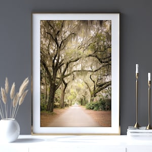 Charleston Print, Tree Wall Art, Road Photography - Unframed, Spanish Moss, Southern Decor, Nature Print, Low Country, Beaufort | Many Sizes