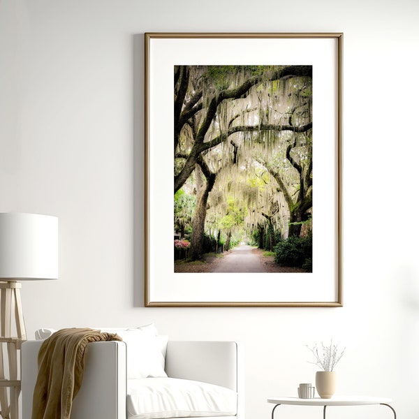 Low Country Art, Road Photography - Unframed, Live Oak Tree Print, Spanish Moss, Southern Decor, Nature Print, Beaufort South Carolina