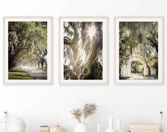 Nature Prints Nursery Tree Wall Art Forest Art Savannah Georgia Art Living Room Art Savannah Photography Spanish Moss Wormsloe Oak Tree