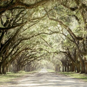 Live Oak Tree Print, Road Art Savannah Photography Unframed Spanish Moss, Tree Landscape,Tree Lined Street, Wormsloe Pick Your Size image 3