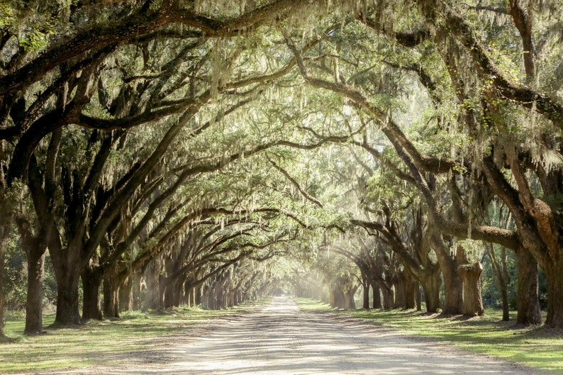 Live Oak Tree Print, Road Art Savannah Photography Unframed Spanish Moss, Tree Landscape,Tree Lined Street, Wormsloe Pick Your Size image 3