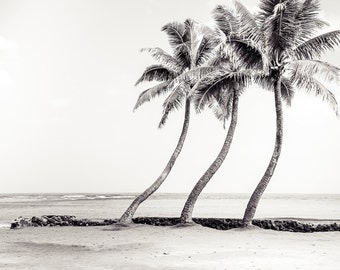 Palm Tree Wall Art, Tropical Decor, Beach Photography, Surf Decor, Beach Art, Hawaii Landscape, Coastal Wall Art, Palm Tree - "Windblown"