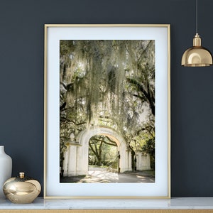 Photography print of the arch at Wormsloe in Savannah Georgia.  Shows Spanish moss on trees and sunshine.  Colors are green and white.