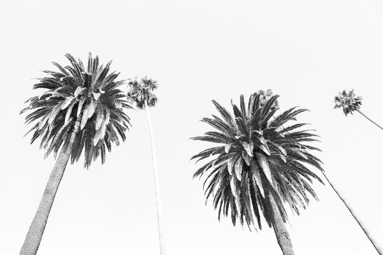 Palm Tree Wall Art Coastal Wall Decor Los Angeles Etsy