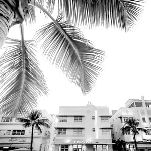 South Beach photography print showing 3 Art Deco hotels framed under a palm tree on the top left.  Black and white version.