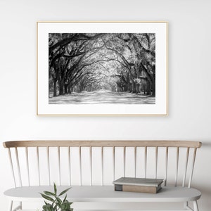 Live Oak Tree Print, Road Art Savannah Photography Unframed Spanish Moss, Tree Landscape,Tree Lined Street, Wormsloe Pick Your Size image 4