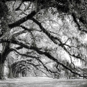 Live Oak Tree Photography, Unframed Print, Charleston Wall Art, Nature Print, Spanish Moss, Southern Decor, Green Wall Art | Many Sizes Black&White Print