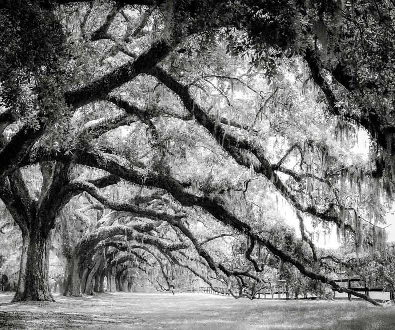 Live Oak Tree Photography, Unframed Print, Charleston Wall Art, Nature Print, Spanish Moss, Southern Decor, Green Wall Art | Many Sizes Black&White Print