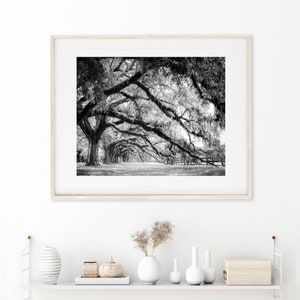 Photography print showing live oak tree branches in a long row extending to the ground.