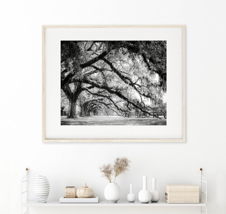 Photography print showing live oak tree branches in a long row extending to the ground.