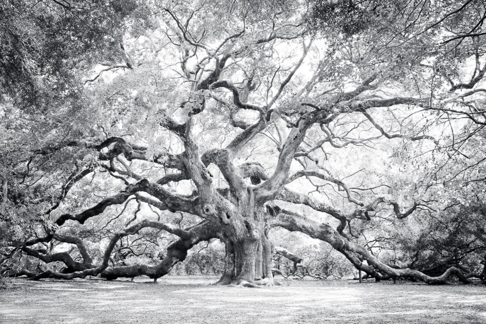 Charleston Fotografie Tree Wall Art Angel Oak Tree Print Etsy