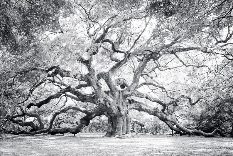 Angel Oak Tree Wall Art Black and White Photography Etsy