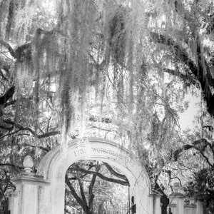 Photography print of the arch at Wormsloe in Savannah Georgia.  Shows Spanish moss on trees and sunshine.  Black and white version.