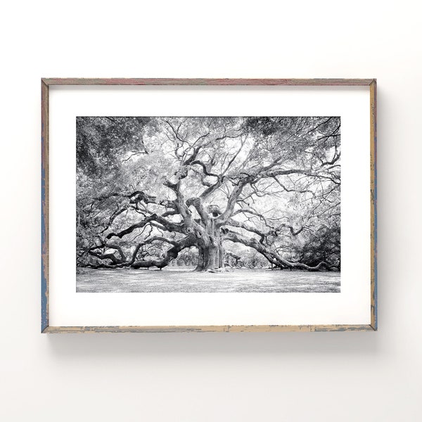 Angel Oak Tree Wall Art | Black and White Photography - Unframed | Charleston Print, Low Country Decor, Live Oak Tree,  | Pick Your Size