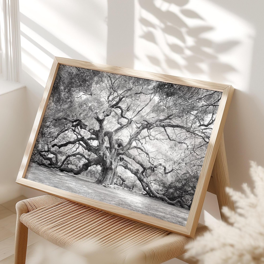Angel Oak Tree Wall Art | Black and White Photography - Unframed